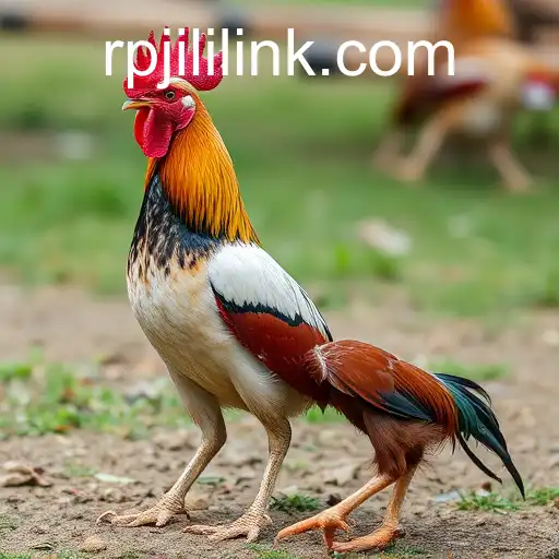 Understanding Sabong Games and the Role of RPJILI